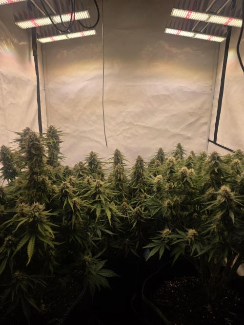 Royal Queen Seed first try. Week 8
