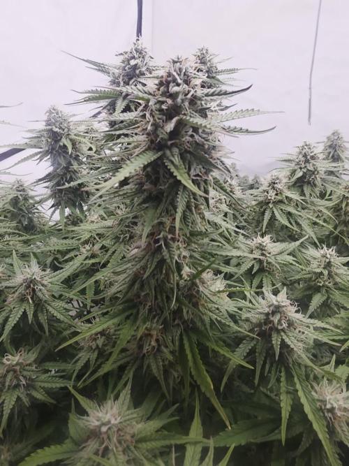 Royal Queen Seed first try