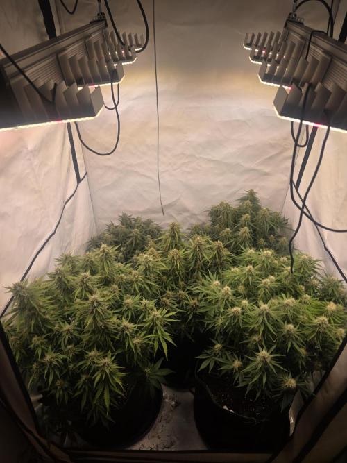 Royal Queen Seed first try. Week 8