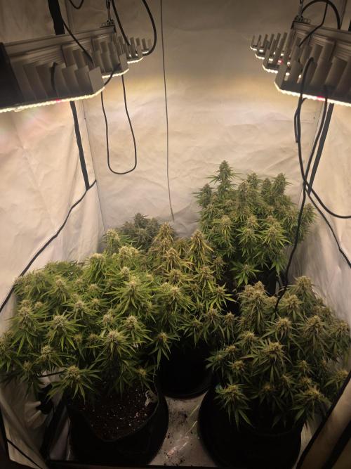 Royal Queen Seed first try. Week 9