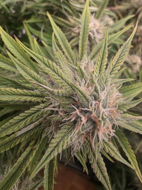 Royal Queen Seed first try. Week 9