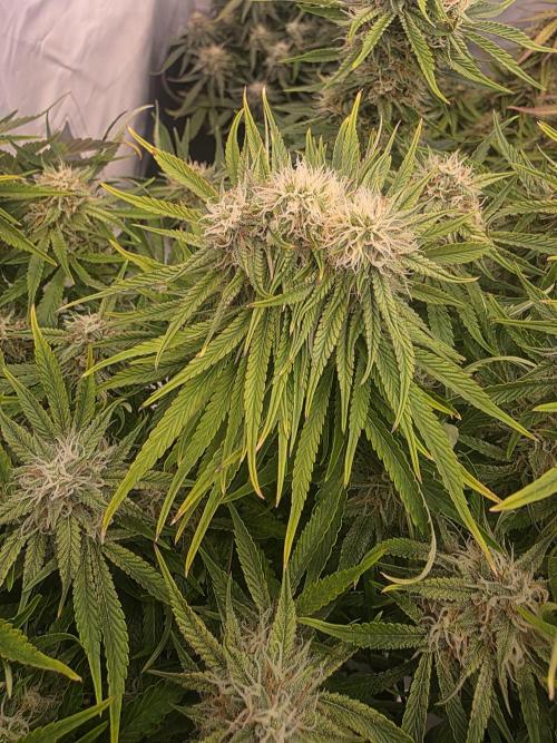 Royal Queen Seed first try. Week 9