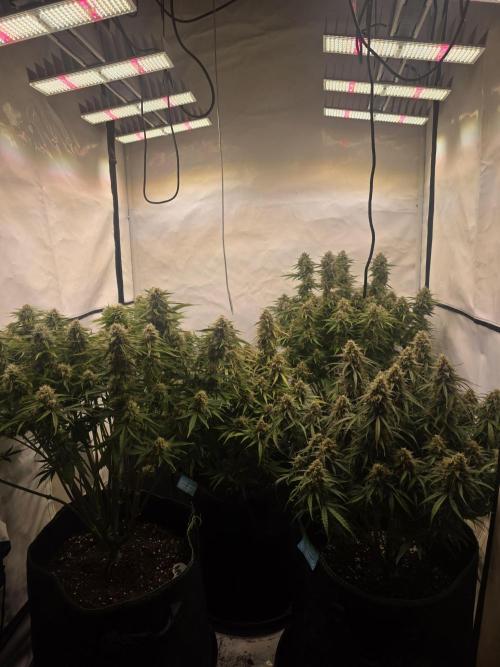 Royal Queen Seed first try. Week 9