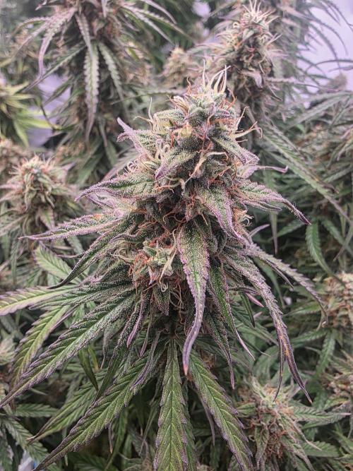 Royal Queen Seed first try. Week 9