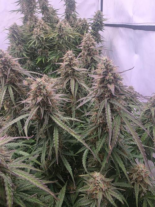 Royal Queen Seed first try. Week 9