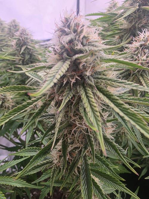 Royal Queen Seed first try. Week 9