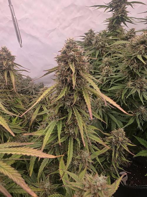 Royal Queen Seed first try. Week 9
