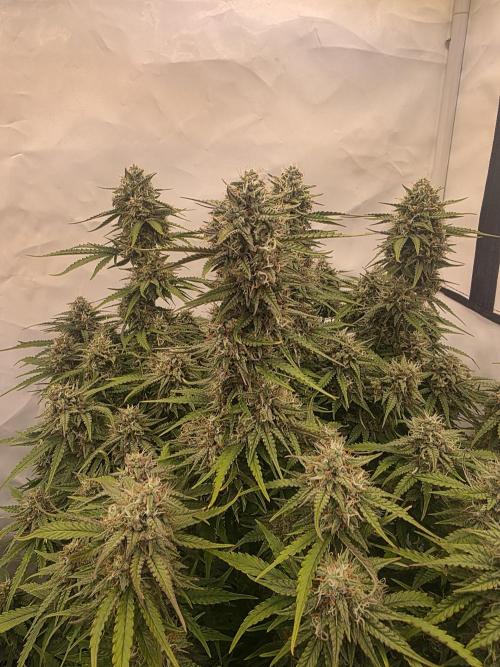Royal Queen Seed first try. Week 9