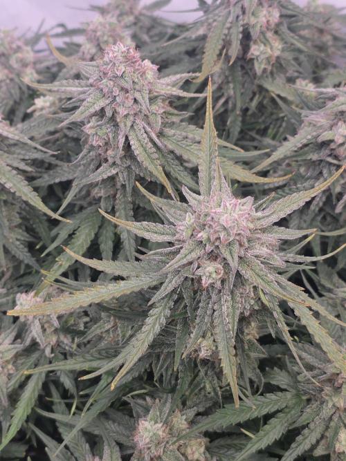 Royal Queen Seed first try. Week 9