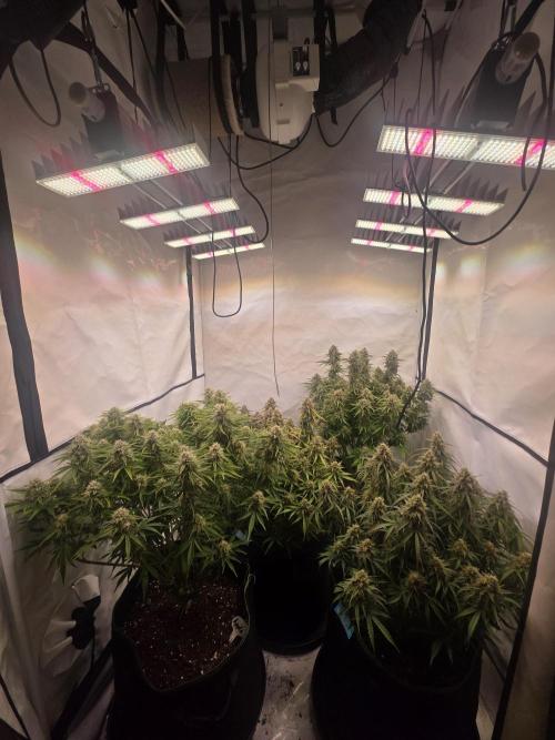 Royal Queen Seed first try. Week 9