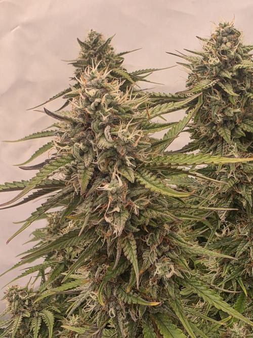 Royal Queen Seed first try. Week 9