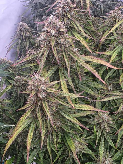 Royal Queen Seed first try. Week 9