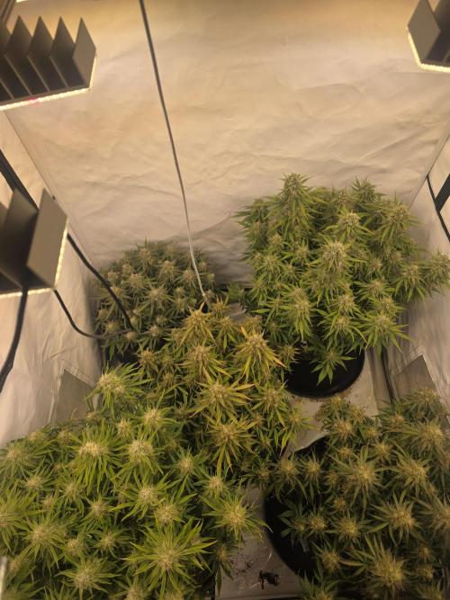 Royal Queen Seed first try. Week 9