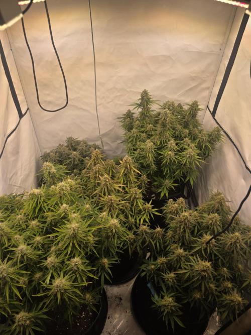 Royal Queen Seed first try. Week 9