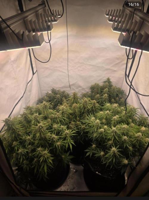 Royal Queen Seed first try. Week 9