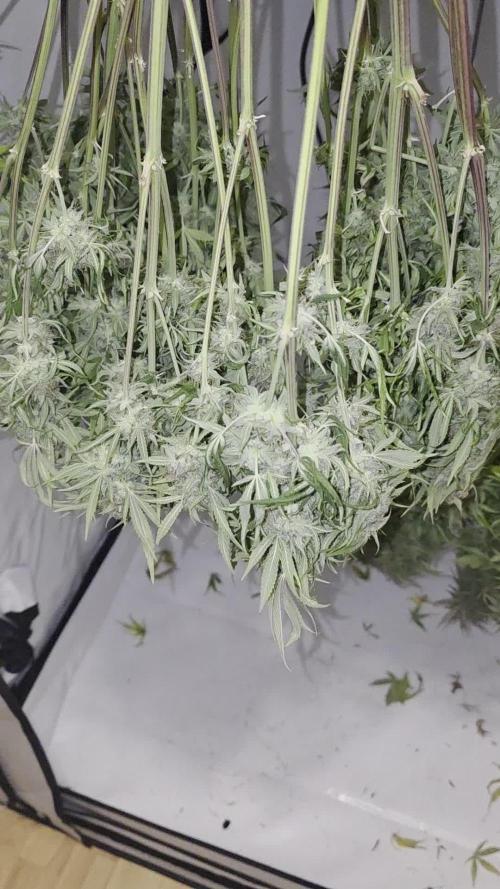 Royal Queen Seed first try