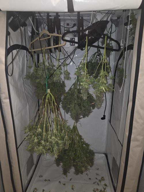 Royal Queen Seed first try. Week 10