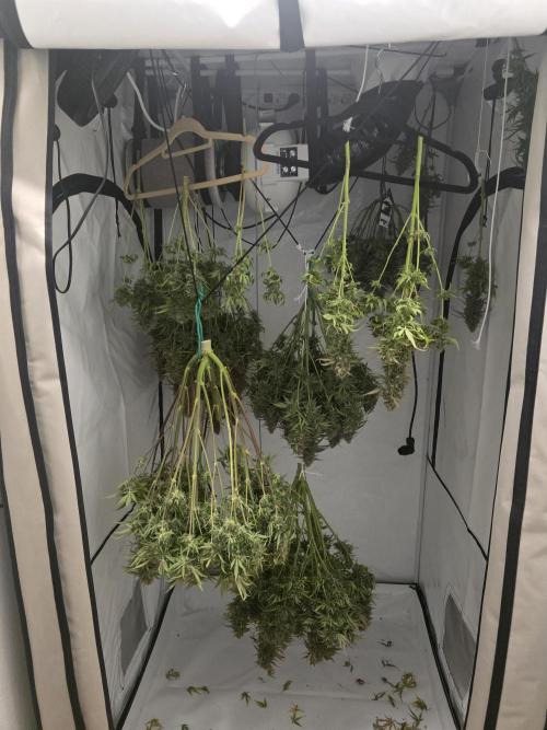 Royal Queen Seed first try. Week 10