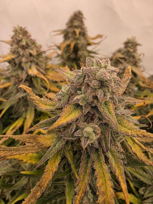 Royal Queen Seed first try. Week 10