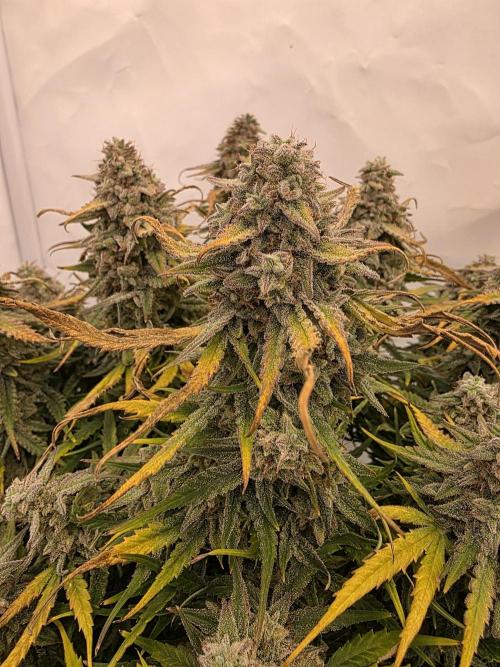 Royal Queen Seed first try. Week 10