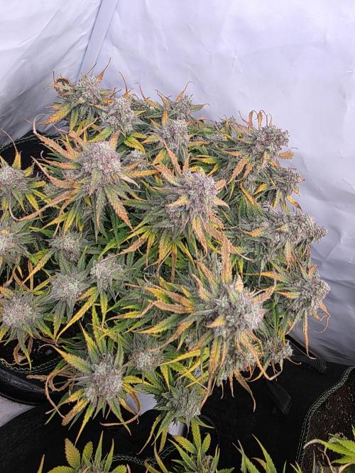 Royal Queen Seed first try. Week 10