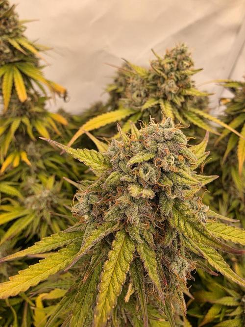 Royal Queen Seed first try. Week 10
