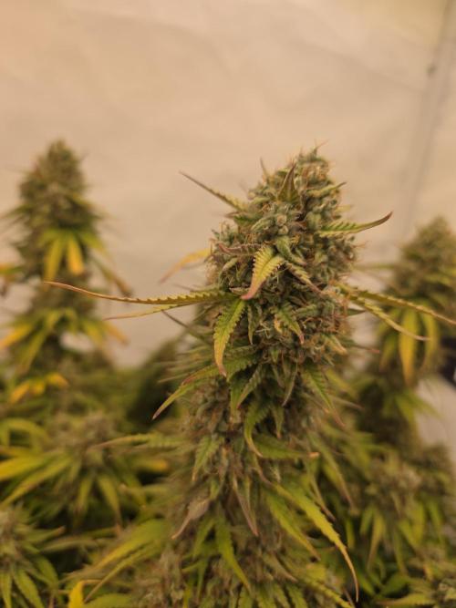 Royal Queen Seed first try. Week 10