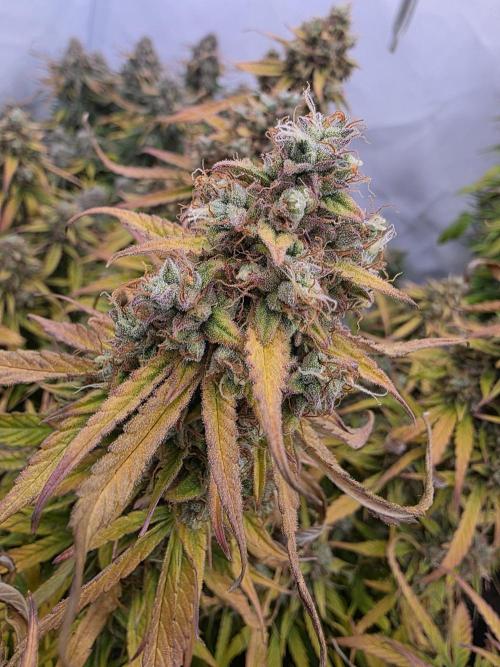 Royal Queen Seed first try. Week 10