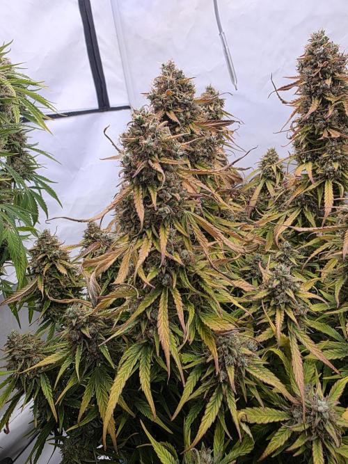 Royal Queen Seed first try. Week 10