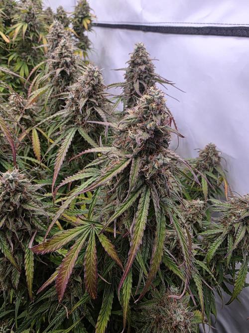 Royal Queen Seed first try. Week 10