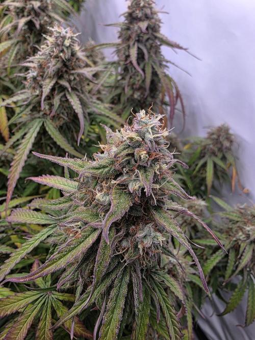 Royal Queen Seed first try. Week 10