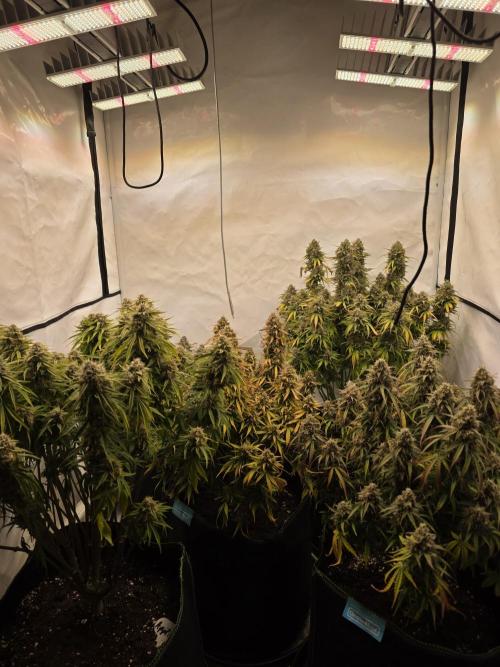 Royal Queen Seed first try. Week 10
