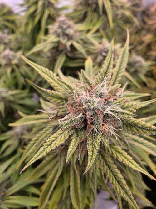 Royal Queen Seed first try. Week 10