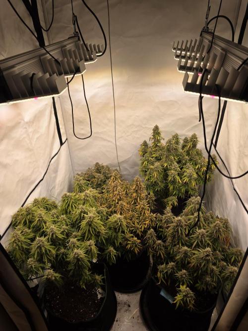 Royal Queen Seed first try. Week 10