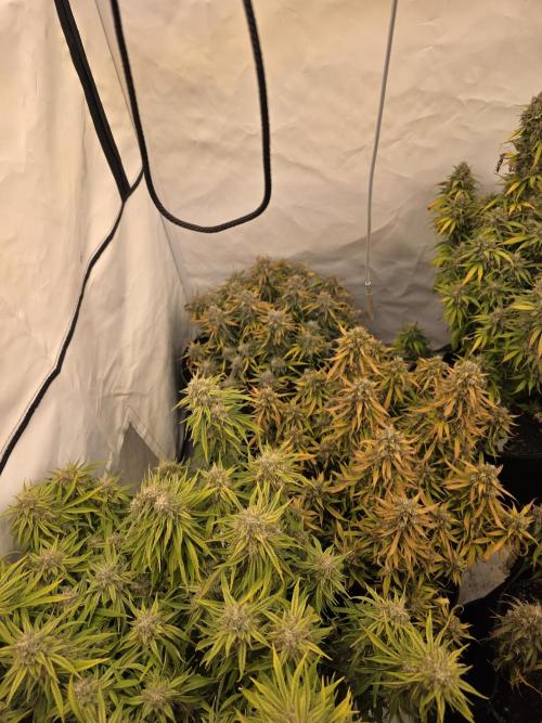 Royal Queen Seed first try. Week 10