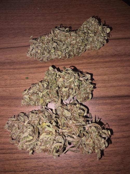 Royal Queen Seed first try. Week 11