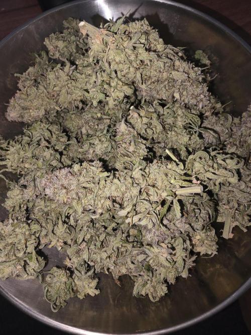 Royal Queen Seed first try. Week 11
