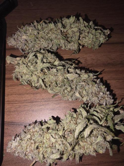 Royal Queen Seed first try. Week 11