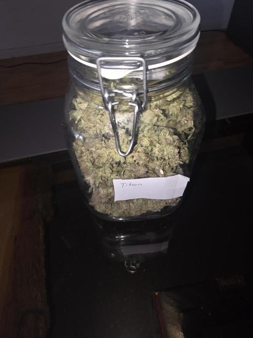 Royal Queen Seed first try. Week 11