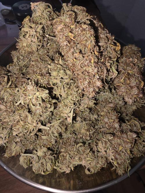 Royal Queen Seed first try. Week 11