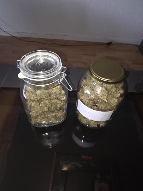 Royal Queen Seed first try. Week 11