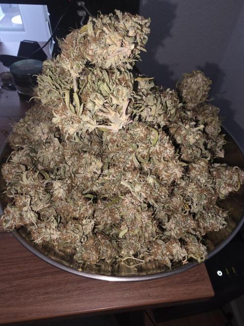 Royal Queen Seed first try. Week 11