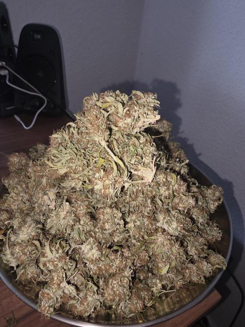 Royal Queen Seed first try. Week 11