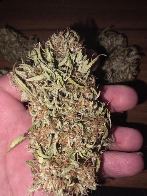 Royal Queen Seed first try. Week 11