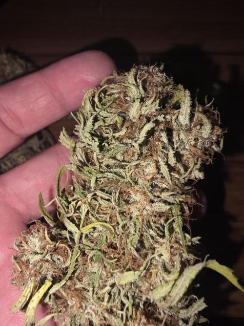 Royal Queen Seed first try. Week 11