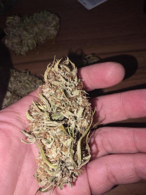 Royal Queen Seed first try. Week 11