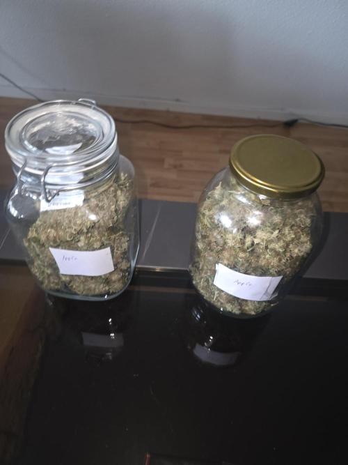 Royal Queen Seed first try. Week 11