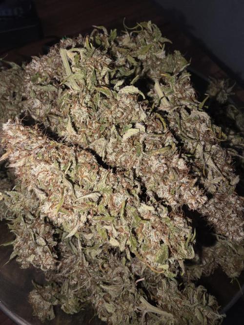 Royal Queen Seed first try. Week 11
