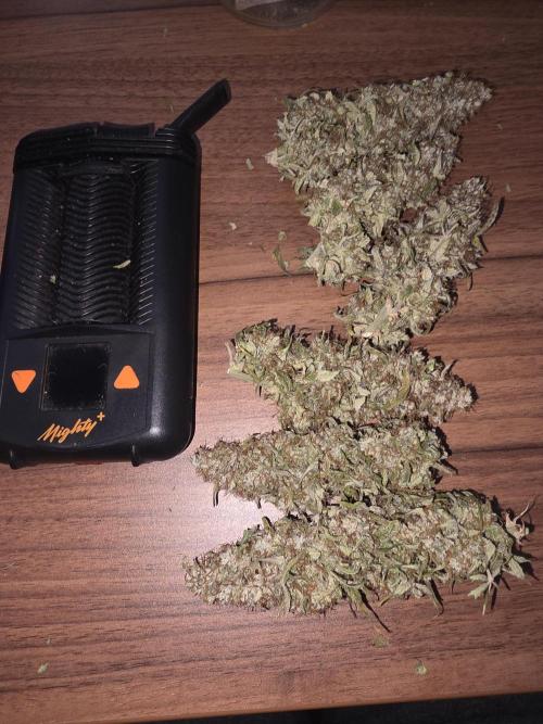 Royal Queen Seed first try. Week 11