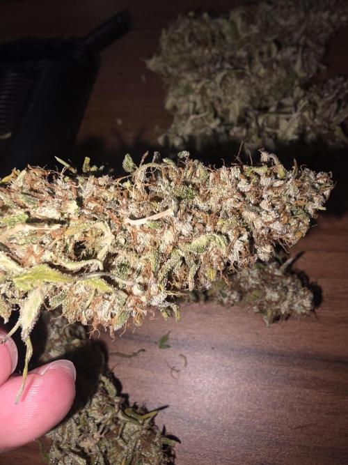 Royal Queen Seed first try. Week 11